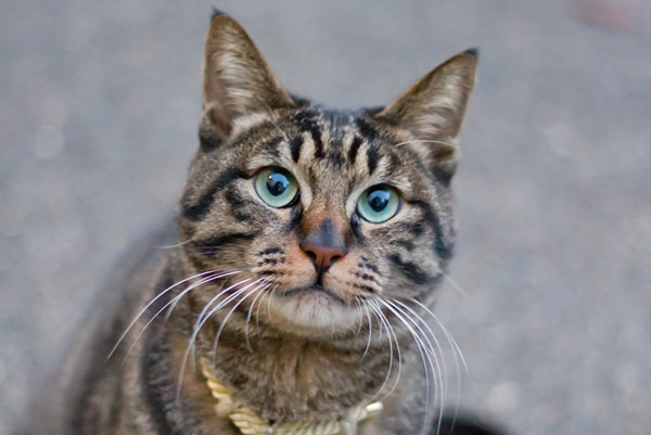 f:id:takuteto:20171216231618j:plain