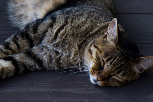 f:id:takuteto:20171216232028j:plain f:id:takuteto:20171216232028j:plain