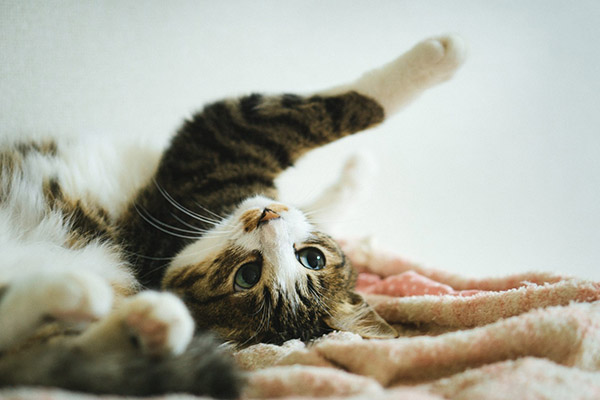 f:id:takuteto:20180114192046j:plain f:id:takuteto:20180114192046j:plain