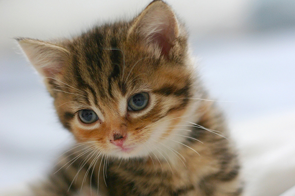 f:id:takuteto:20180209152336j:plain f:id:takuteto:20180209152336j:plain