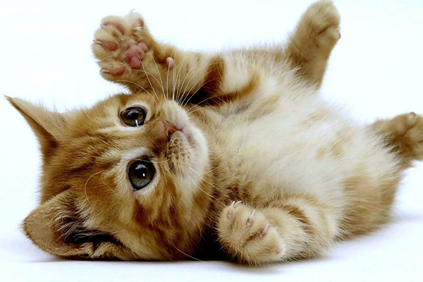 f:id:takuteto:20180209152453j:plain f:id:takuteto:20180209152453j:plain