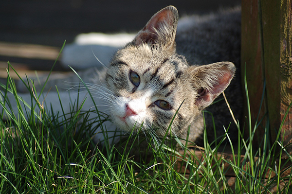 f:id:takuteto:20180309143838j:plain