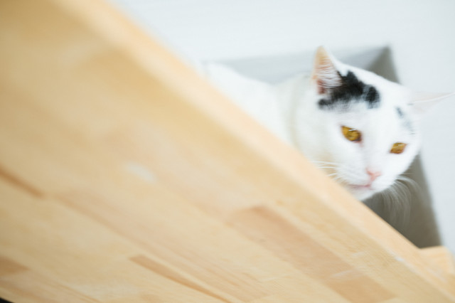 f:id:takuteto:20180409232328j:plain