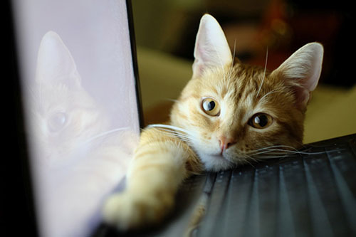 f:id:takuteto:20180529181922j:plain