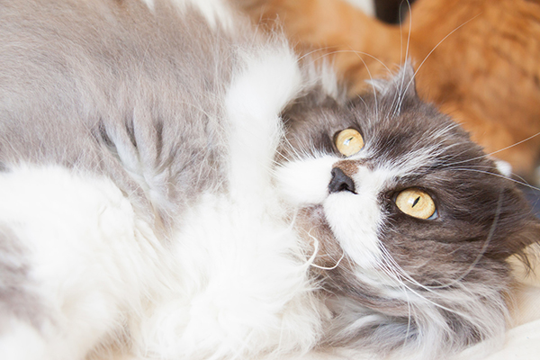 f:id:takuteto:20180810130939j:plain f:id:takuteto:20180810130939j:plain