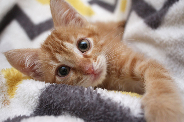 f:id:takuteto:20180905180920j:plain f:id:takuteto:20180905180920j:plain