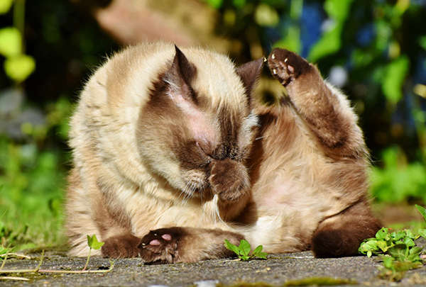 f:id:takuteto:20180905181049j:plain