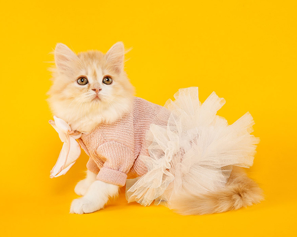 f:id:takuteto:20180918180819j:plain f:id:takuteto:20180918180819j:plain