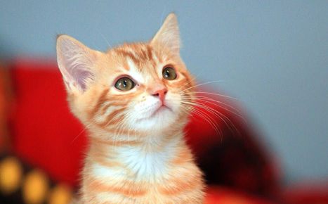 f:id:takuteto:20181002172951j:plain