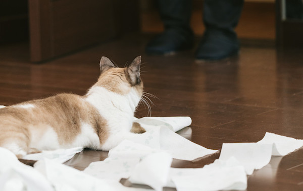 f:id:takuteto:20190125184520j:plain