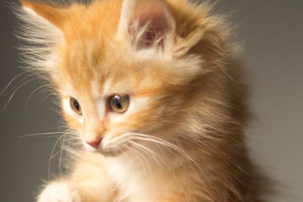 f:id:takuteto:20190206113842j:plain f:id:takuteto:20190206113842j:plain