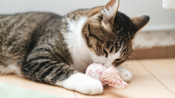 f:id:takuteto:20190228220804j:plain f:id:takuteto:20190228220804j:plain