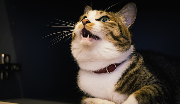 f:id:takuteto:20190305125621j:plain f:id:takuteto:20190305125621j:plain