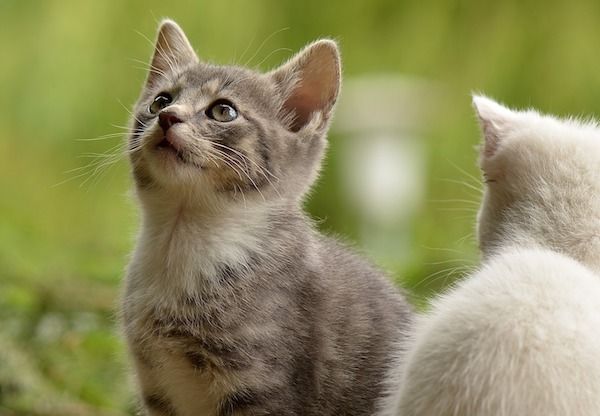 f:id:takuteto:20190311210207j:plain