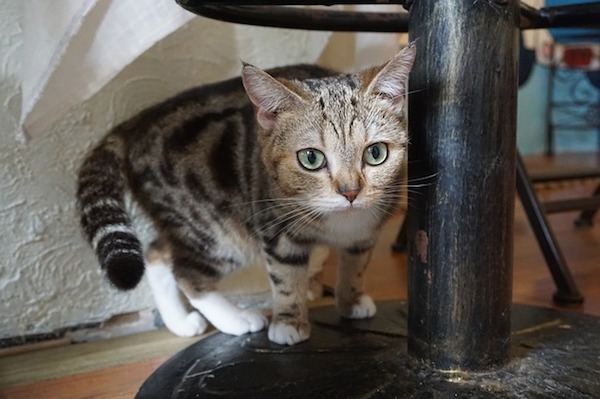 f:id:takuteto:20190501060202j:plain f:id:takuteto:20190501060202j:plain