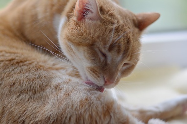 f:id:takuteto:20190525172252j:plain