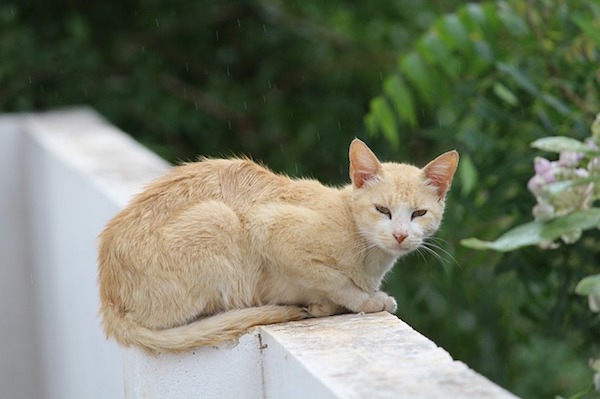 f:id:takuteto:20190604123710j:plain