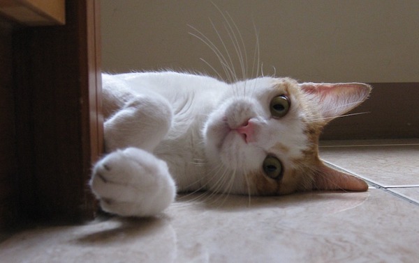 f:id:takuteto:20190604123759j:plain f:id:takuteto:20190604123759j:plain