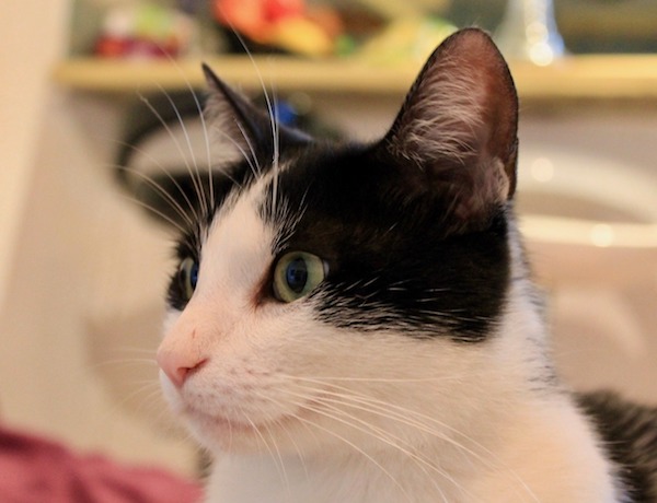 f:id:takuteto:20190621084359j:plain f:id:takuteto:20190621084359j:plain