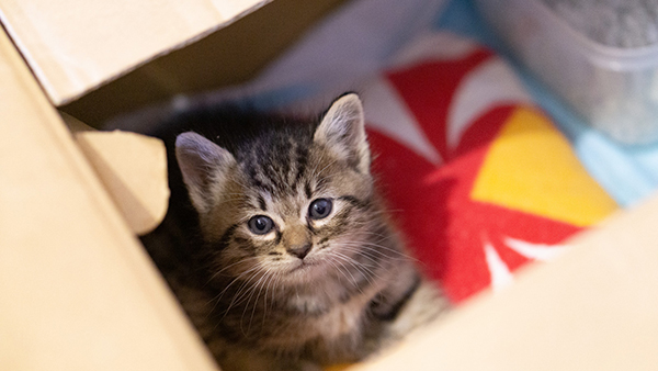 f:id:takuteto:20190628200051j:plain f:id:takuteto:20190628200051j:plain