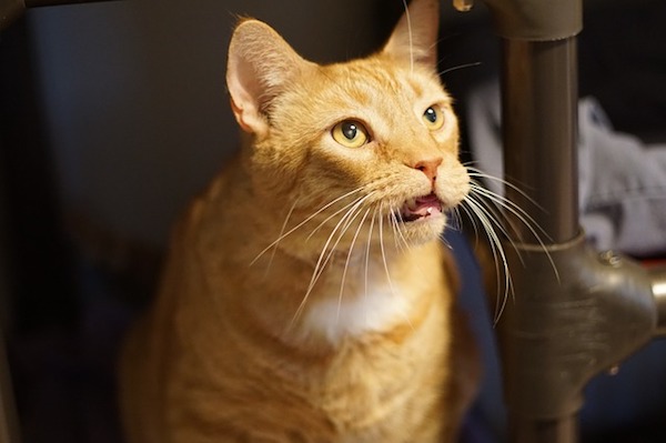 f:id:takuteto:20190713184311j:plain