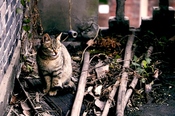 f:id:takuteto:20190713184349j:plain f:id:takuteto:20190713184349j:plain