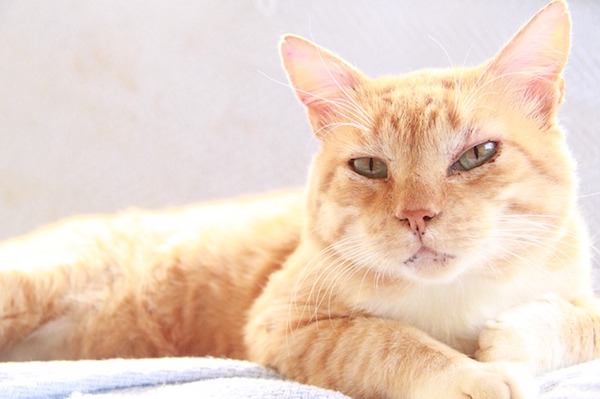 f:id:takuteto:20190717215244j:plain f:id:takuteto:20190717215244j:plain