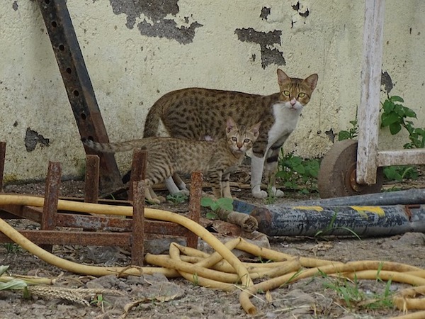 f:id:takuteto:20190802125919j:plain