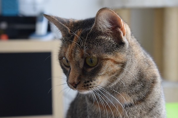 f:id:takuteto:20190915104923j:plain f:id:takuteto:20190915104923j:plain