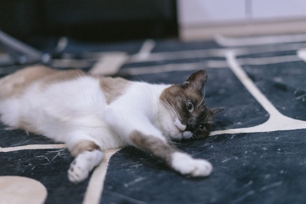 f:id:takuteto:20190927161700j:plain f:id:takuteto:20190927161700j:plain