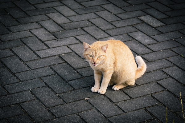 f:id:takuteto:20190927162009j:plain f:id:takuteto:20190927162009j:plain