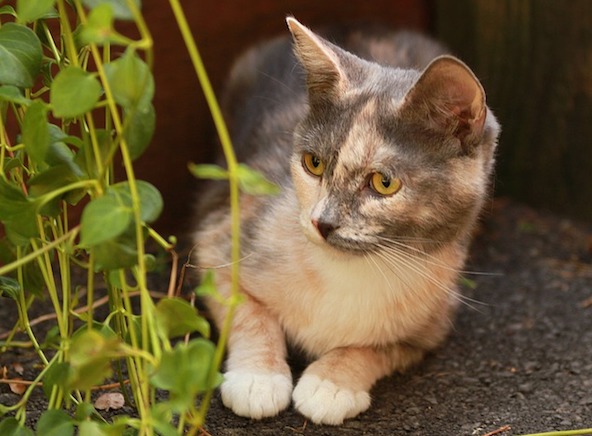 f:id:takuteto:20191003125805j:plain