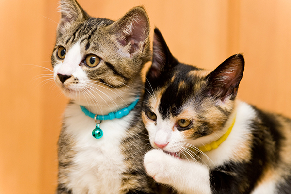 f:id:takuteto:20191128181028j:plain f:id:takuteto:20191128181028j:plain