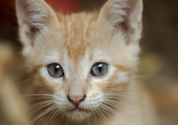 f:id:takuteto:20200314215704j:plain