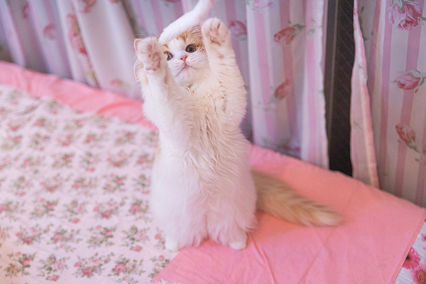 f:id:takuteto:20200319183229j:plain f:id:takuteto:20200319183229j:plain