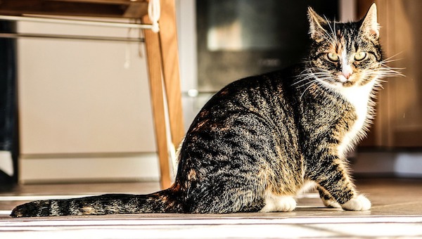 f:id:takuteto:20200414121716j:plain