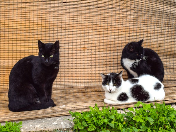 f:id:takuteto:20200418230427j:plain f:id:takuteto:20200418230427j:plain