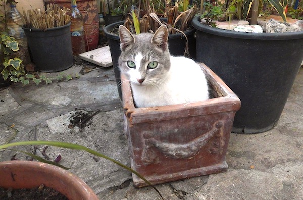 f:id:takuteto:20200521210209j:plain