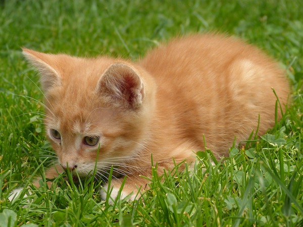 f:id:takuteto:20200521210254j:plain