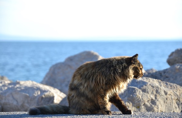 f:id:takuteto:20200526220743j:plain