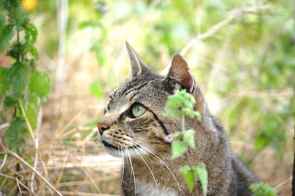 f:id:takuteto:20200526220802j:plain