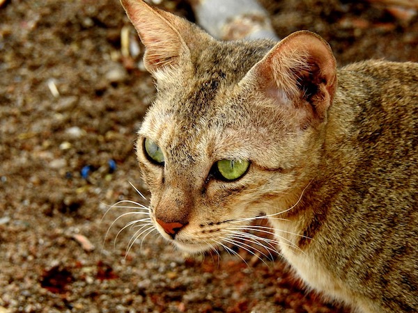 f:id:takuteto:20200526220822j:plain f:id:takuteto:20200526220822j:plain