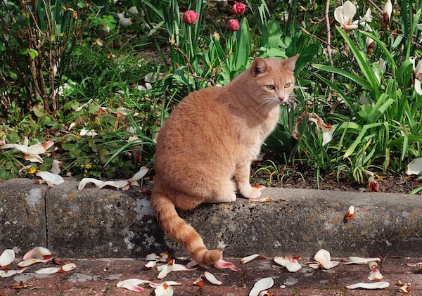 f:id:takuteto:20200610091212j:plain f:id:takuteto:20200610091212j:plain