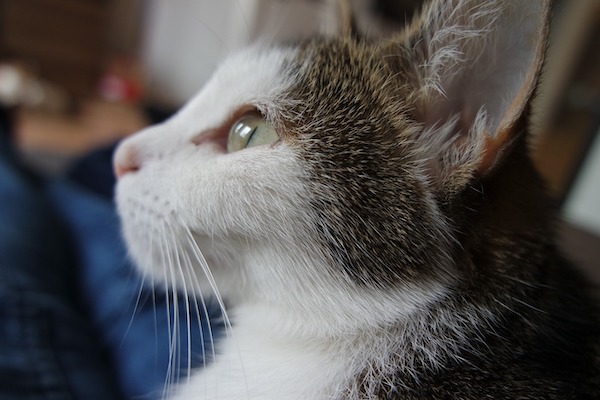 f:id:takuteto:20200615222218j:plain