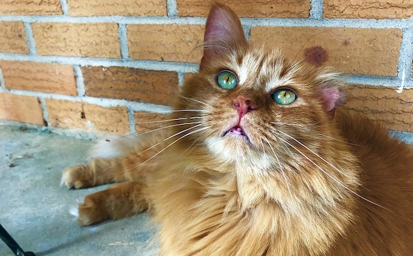 f:id:takuteto:20200615222302j:plain f:id:takuteto:20200615222302j:plain