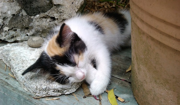 f:id:takuteto:20200615222512j:plain f:id:takuteto:20200615222512j:plain