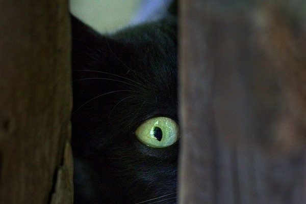 f:id:takuteto:20200619204325j:plain