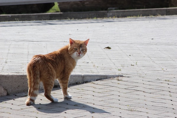 f:id:takuteto:20200625110852j:plain