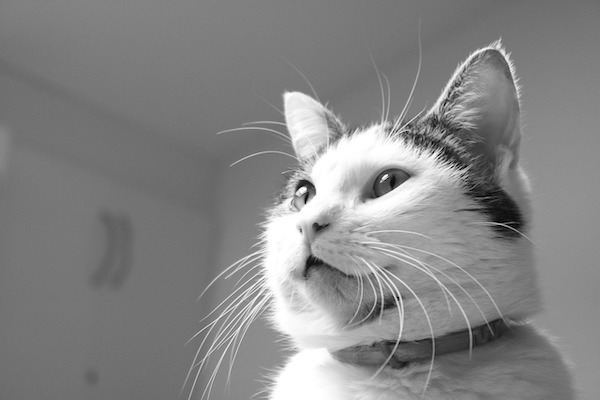 f:id:takuteto:20200625110912j:plain f:id:takuteto:20200625110912j:plain