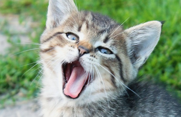 f:id:takuteto:20200731164055j:plain f:id:takuteto:20200731164055j:plain